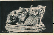 PC75410 Dreaming the Happy Hours Away. Kittens. Wildt and Kray. London. 1907