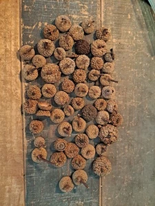 ASSORTED SIZES OF 56 REAL ACORN CAPS FOR FALL & HOLIDAY CRAFTS & DECORATING - Picture 1 of 5