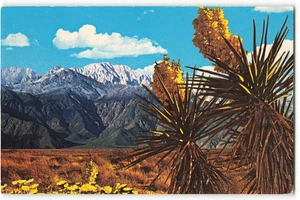 Frühling in der Wüste Farbe & Schönheit im Frühling Vintage Postkarte VPC2. - Bild 1 von 2