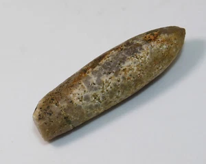 Belemnit, Shvetsovia sp., Kreide, Barreme, Canjuers, FRA -x557 - Picture 1 of 4