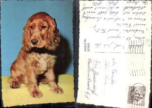 267681,Tiere Hund Rotbraunes Fell  - Picture 1 of 1