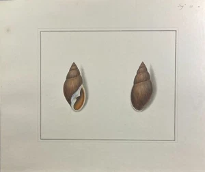 Impresión de concha de caracol fibroso Thomas Martyn 1784 grabado original coloreado a mano - Imagen 1 de 7