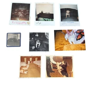 Foto Vintage Animali Cani Gatti Colore Bianco e Nero - Foto 1 di 10