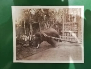 Bound Elephant photo India 20s ethnographic photo - Picture 1 of 2