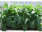 Amber Leaf tobacco highly fertile seeds approx 500 - Organic. Fast Dispatch
