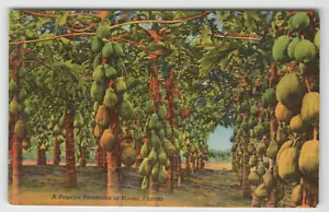 Postcard a Papaya Plantation in Miami, Florida - Picture 1 of 2