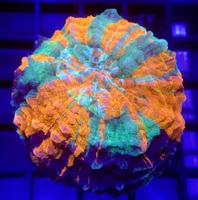 Ultra laranja e azul-petróleo Acanthophyllia pequeno WYSIWYG - Corais índigo - F4026 - Carne - Imagem 1 de 3