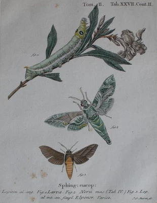 Schmetterling Oleanderschwärmer Enzyklopädie Johann G. Sturm Kupferstich 19 Jhd - Bild 1 von 4