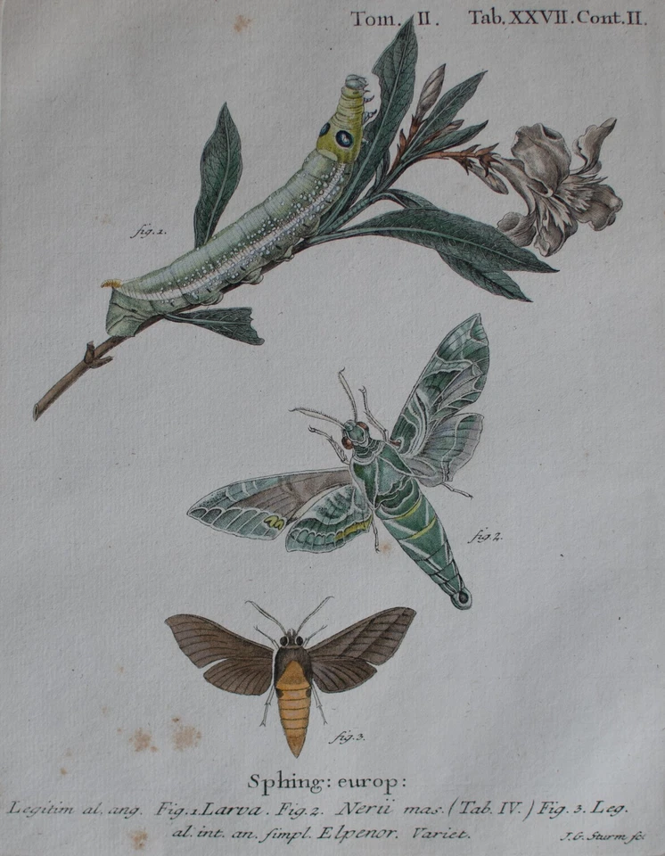 Schmetterling Oleanderschwärmer Enzyklopädie Johann G. Sturm Kupferstich 19 Jhd - Bild 1 von 4