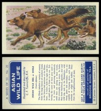 Indian Wild Dog Or Dhole #25 Asian Wild Life 1962 Brooke Bond Tea Card