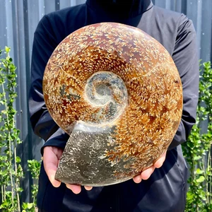 4,7 libbre rara conchiglia naturale lucida esemplari fossili del Madagascar - Foto 1 di 13