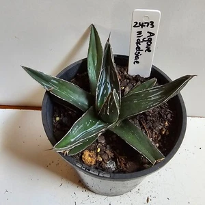 Agave Nickelsiae Rare King Of The Agaves /ferdinandi-regis -8.5 x 13cm (2473) - Picture 1 of 7