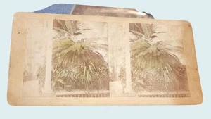 Antiguo Stereoview Shaws Missouri Botanical Garden St. Louis Palm House Bananas - Imagen 1 de 3