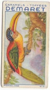 PTEROGLOSSUS BEAUHARNAİSİİ ARAÇARİ DE BEAUHARNAİS TOUCAN OISEAU BIRD IMAGE CARD - Picture 1 of 2