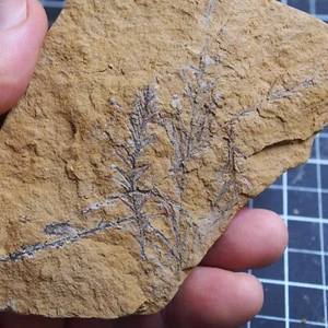 281gr Taxodium dubium Tree leaf Plant Conifer Doli Bilina Fossil dino 07 - Picture 1 of 11