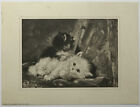 Two Kittens &a Bee, By Henriette Ronner ( 1821 -1909 )reproduction print