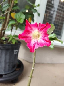 Adenium Obesum Desert Rose Succulent Plant Pink Stripe Single Seed Grown C-21 - Picture 1 of 5