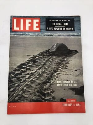 Life Magazine February 8 1954 Turtle Returns to Sea After Laying Her Eggs - Image 1 of 4