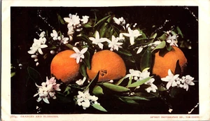 Postcard Oranges and Blossoms Undivided Back Detroit Publishing Unposted - Bild 1 von 2