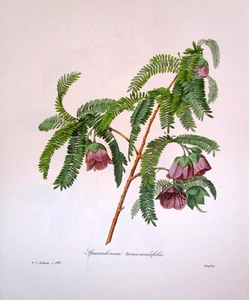 P.J. Redoute 136 Spaendoncea tamarandifolia vintage print  - Picture 1 of 1