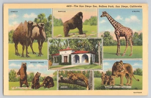 Postcard The San Diego Zoo, Balboa Park, San Diego, California Multiview Animal - Picture 1 of 2