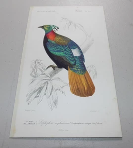 1849 D’ORBIGNY COLOR Bird Print IMPEYN PHEASANT ~ b - Picture 1 of 1