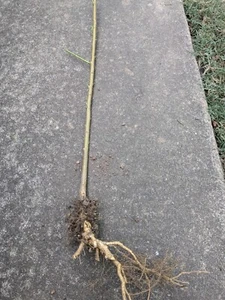 Peach Tree bare root to plant for next year - Picture 1 of 1