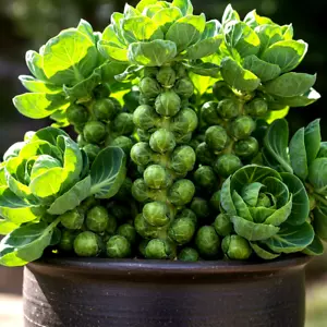 BRUSSELS SPROUTS 100 SEEDS SPRING GARDEN HEIRLOOM VEGETABLE NON-GMO FREE SHIP!! - Picture 1 of 4