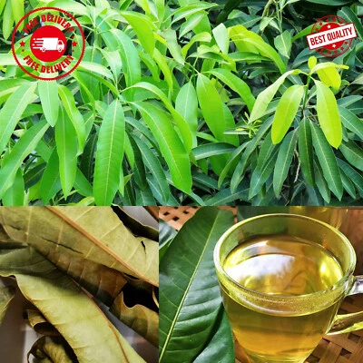 Mnago seco 100 hojas té orgánico casero hoja natural Foto 1 de 4