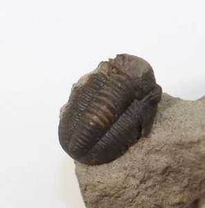 Trilobit, Gerastos rommersheimensis, Devon, Eifel, Rommersheim, Eifel, D-i560 - Bild 1 von 9
