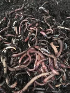 1/2 Lb compost -Worms, Euro- Red Wigglers , Reptile food , turtles , axoloti - Picture 1 of 3