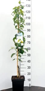 Säulen-Obstbaum Birne c. Condo, Mini Obstbaum Pyrus Birnenbaum - Bild 1 von 3