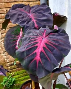 Colocasia Hybrid Red Devil tamaño mediano + phito (sin monstera sin filodendro) - Imagen 1 de 4