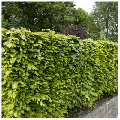 5 Green Beech Hedging Plants 2 Year Old, 1-2ft Grade 1  Hedge Trees 40-60cm - Image 1 of 4