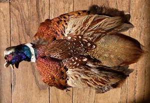 Rooster RINGNECK PHEASANT SKIN 2 Wings FLY TYING Materials CRAFTS Fly Fishing - Picture 1 of 16
