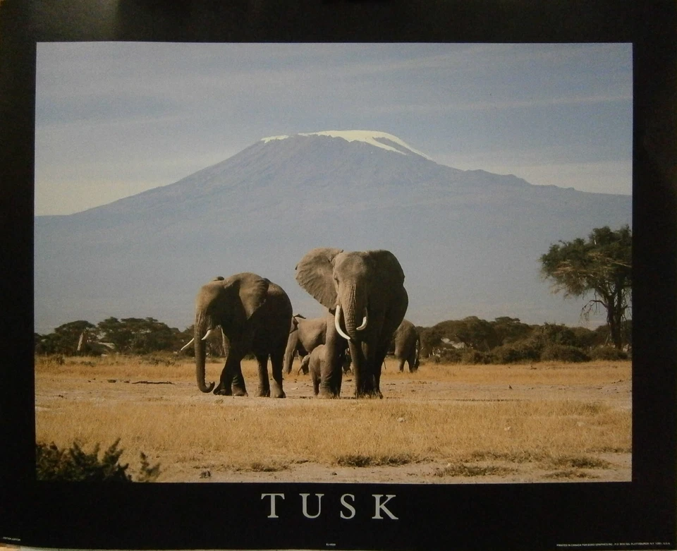 Mini Poster Tusk Elephants - Image 1 of 1