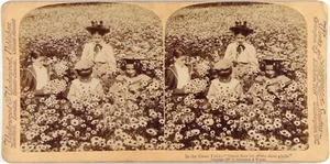Usa.Etats-Unis.Récolte Paquerettes par la Jeunesse.Photo Stereo albuminée 1897. - Picture 1 of 2