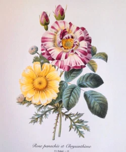 Redoute Bouquet Botanical Flowers Chrysanthemum Print Book Plate 33 - Picture 1 of 2