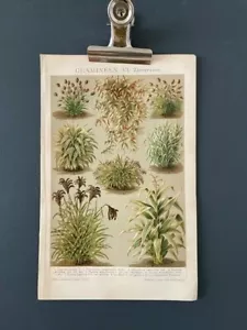 Impresión Ilustración Brockhaus Antigua Rara FLORA de 1900 ENVÍO GRATUITO - Imagen 1 de 3