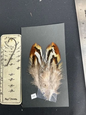 Plumas híbridas de faisán cruz plata/reeves B Foto 1 de 4