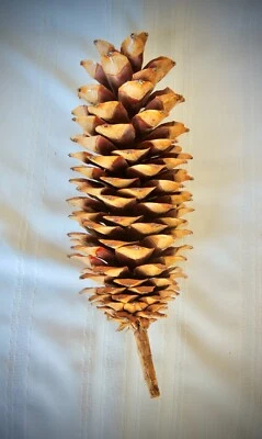 Cono de pino de azúcar gigante dorado 14" Foto 1 de 4