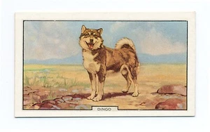 DINGO GALLAHER 1938 DOGS 2ND SERIES  DOG CIGARETTE CARD #34 - Picture 1 of 2