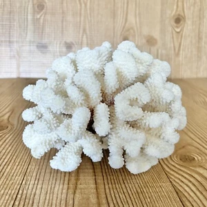 Natural REAL Coral White Cauliflower Branch Finger Reef Aquarium Decor Saltwater - Picture 1 of 11