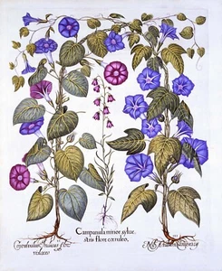 Hortus Eystettensis : "Harebell and Convolvulus" (1613) — Giclee Fine Art Print - Picture 1 of 7