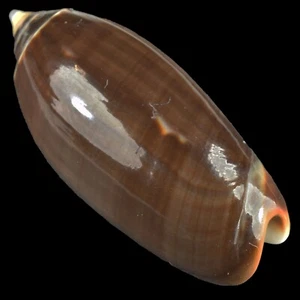 OLIVA OLIVA f. ORIOLA (Olango Isl., Philippines) 28.2mm #43809 - Picture 1 of 1
