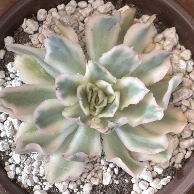 Importadas Suculentas Planta Viva Mariposa Ondas Decoración Hogar Planta Escritorio Planta Regalos Foto 1 de 4