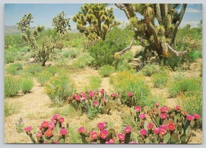Postcard Springtime in Desert Arizona Prickly Pear Cacti Blossoms Joshua Trees - Picture 1 of 1