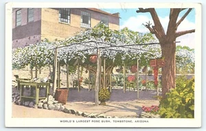 Postal más grande del mundo Rose Bush Tombstone AZ White Lady Banksia Rose Tree Inn - Imagen 1 de 2