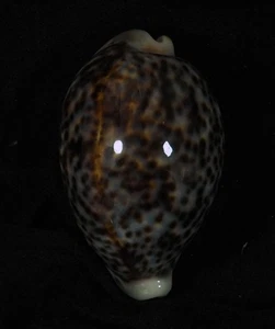 CYPRAEA PANTHERINA DARK VIOLET - Picture 1 of 2