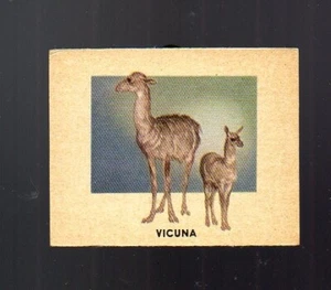Animals of the World Card # 149 - TOPPS (1951) Vicuna - Picture 1 of 2